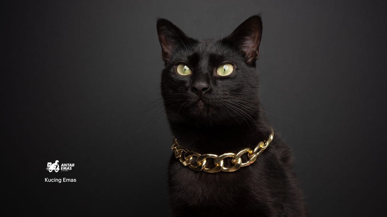 Kucing Emas